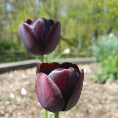 Tulipa 'Queen of Night'