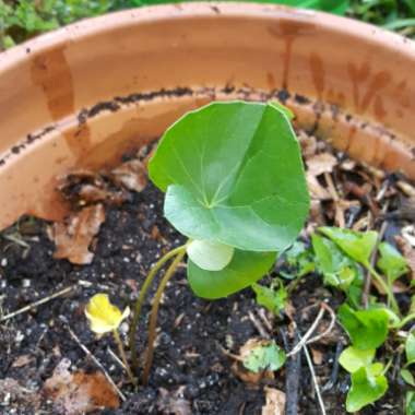 Ligularia reniformis