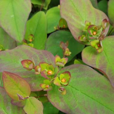 Hypericum 'Hidcote'