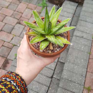 Agave 'victoriae-reginae'