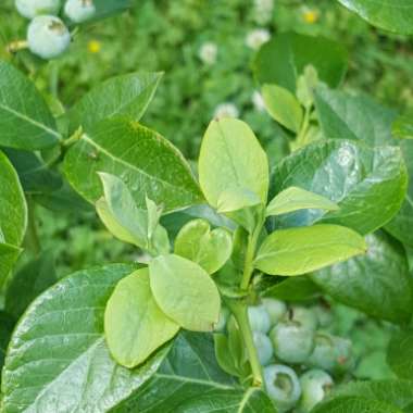 Vaccinium 'Northsky'