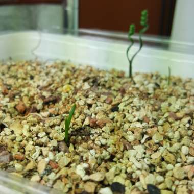 Albuca bruce-bayeri