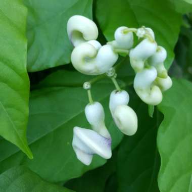 Vigna caracalla syn. Cochliasanthus caracalla