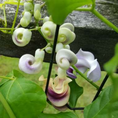 Vigna caracalla syn. Cochliasanthus caracalla