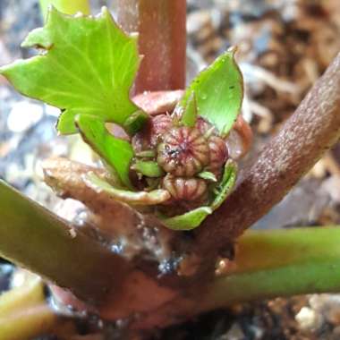 Ligularia reniformis