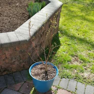 Vaccinium 'Northsky'