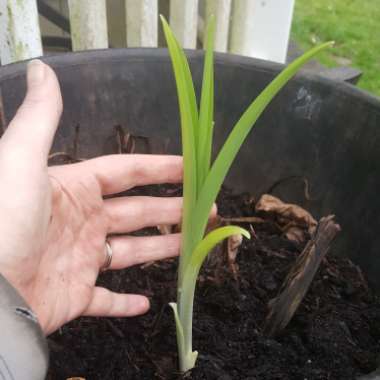 Hemerocallis fulva