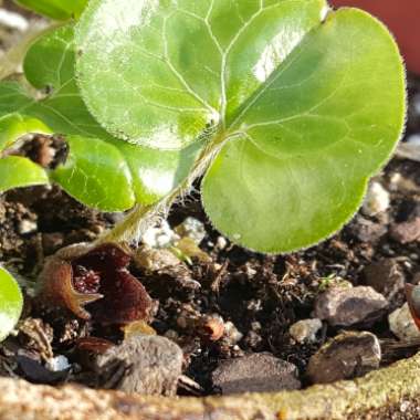 Asarum europaeum