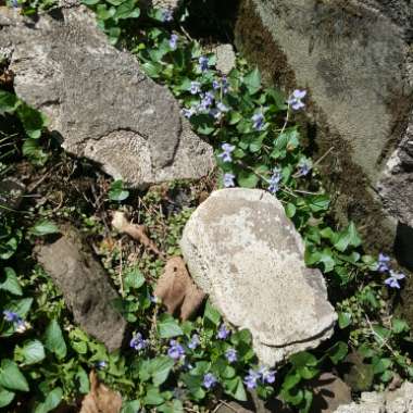 Viola odorata