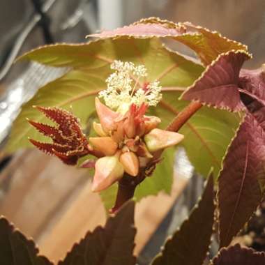 Ricinus communis