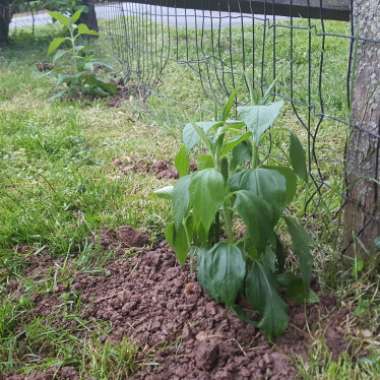 Helianthus Tuberosus