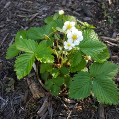 Fragaria vesca