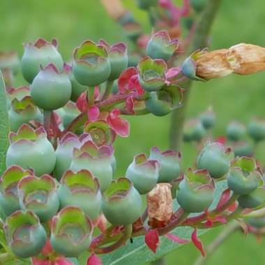 Vaccinium 'Northsky'