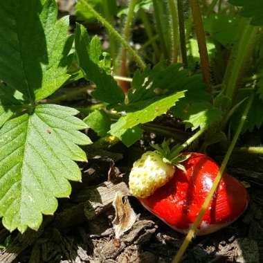 Fragaria vesca