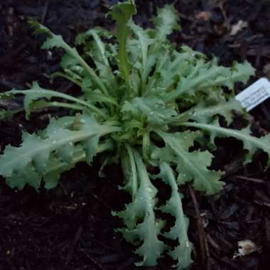 Papaver Somniferum 'Hungarian Blue'