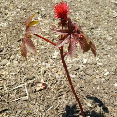 Ricinus communis