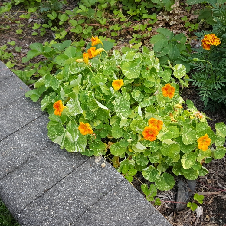 plant image 1511539