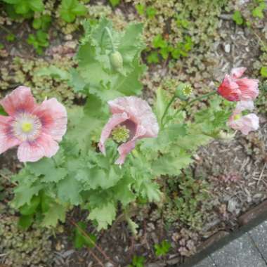 Papaver Somniferum 'Hungarian Blue'