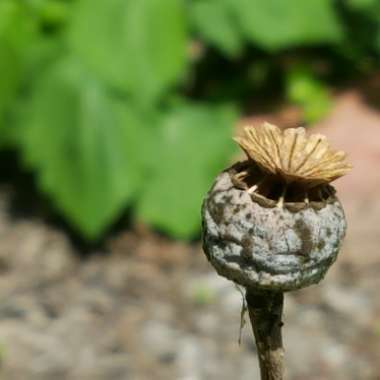 Papaver Somniferum 'Hungarian Blue'