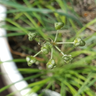 Allium schoenoprasum