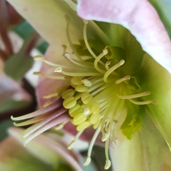 Helleborus x ericsmithii 'Ivory Prince'