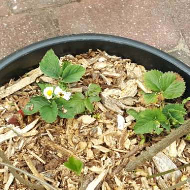 Fragaria x ananassa