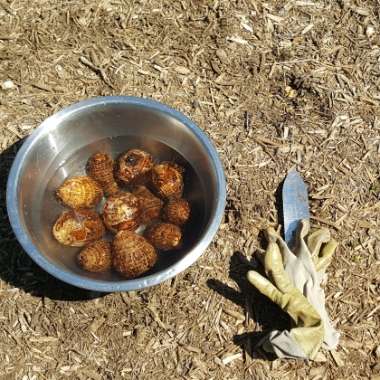 Colocasia esculenta  syn. Colocasia antiquorum