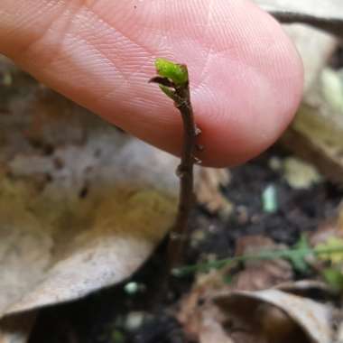 Asimina triloba