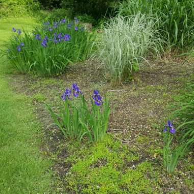 Iris sibirica