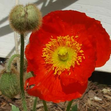 Papaver nudicaule 'Spring Fever Red' (Spring Fever Series)