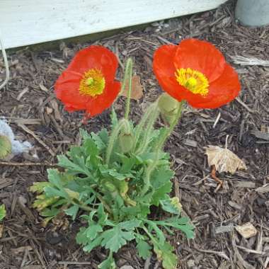 Papaver nudicaule 'Spring Fever Red' (Spring Fever Series)