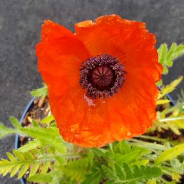 Papaver Orientale