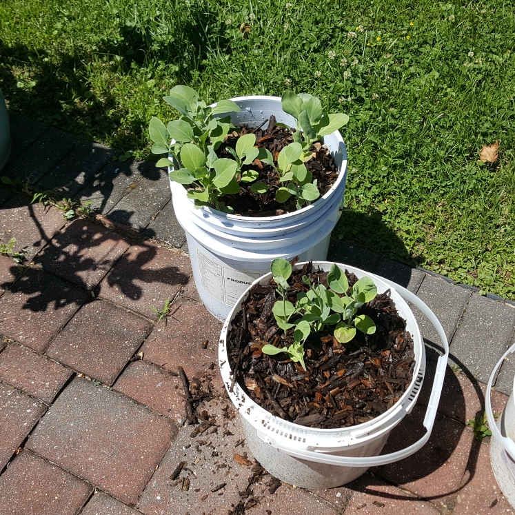 Plant image Brassica oleracea (Alboglabra Group)