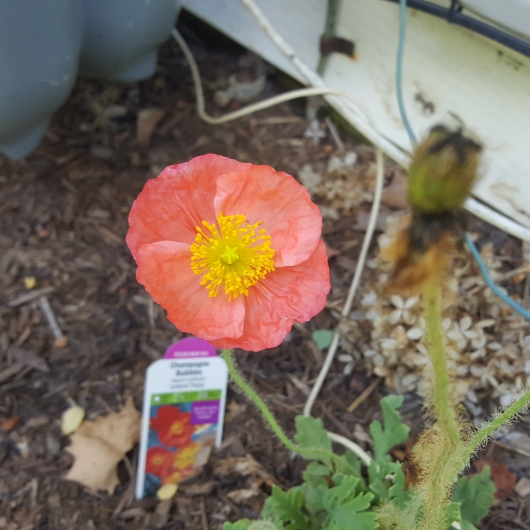 Plant image Papaver nudicaule 'Champagne Bubbles Pink' (Champagne Bubbles Group)