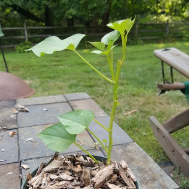 Ipomoea Batatas