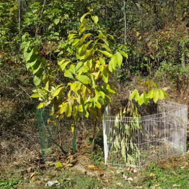 Asimina triloba