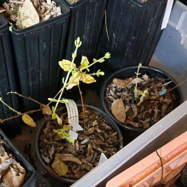 Lonicera Caerulea Var Kamtschatica 'Aurora'