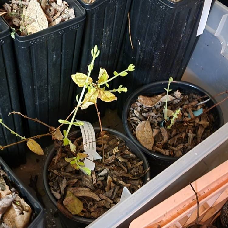 Plant image Lonicera Caerulea Var Kamtschatica 'Aurora'