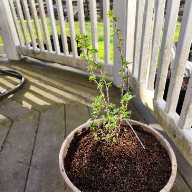 Ribes uva-crispa 'Hinnonmaki Yellow'