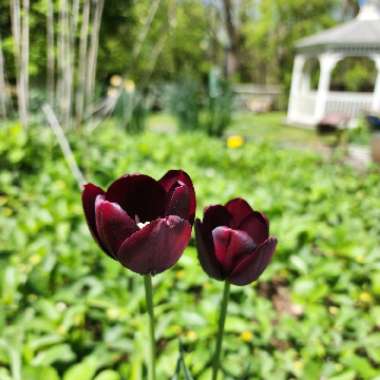 Tulipa 'Queen of Night'