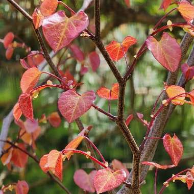 Cercis Canadensis 'Flame Thrower'