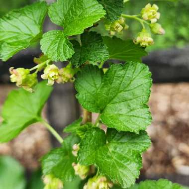 Ribes Nigrum