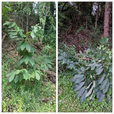 Asimina triloba