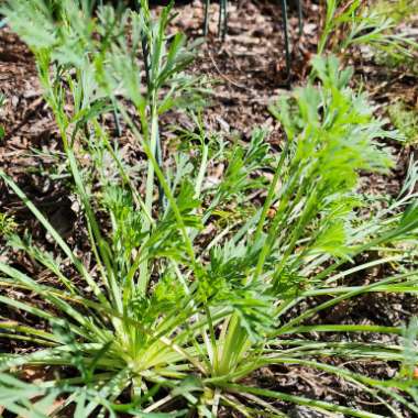 Eschscholzia californica