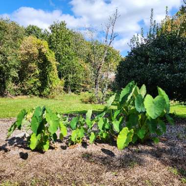 Colocasia esculenta  syn. Colocasia antiquorum