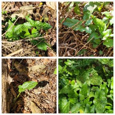 Arum italicum