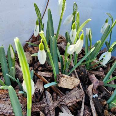 Galanthus