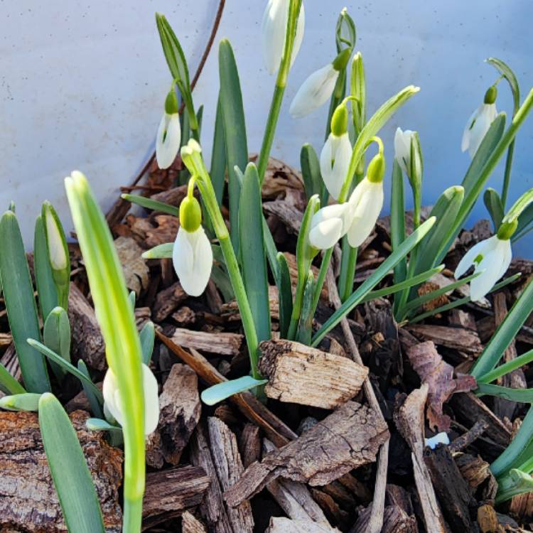 Plant image Galanthus