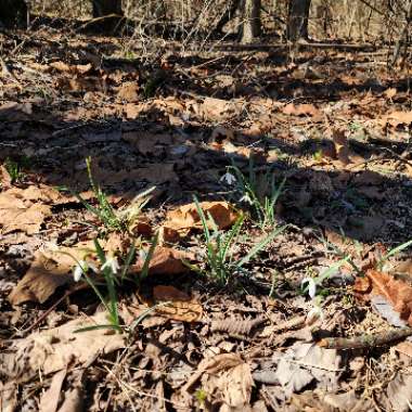 Galanthus