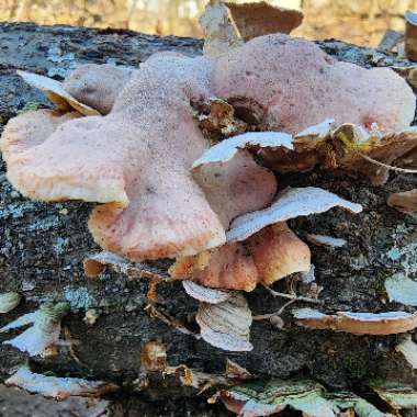 Laetiporus sulphureus